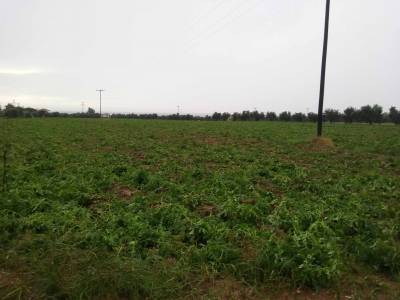 Τριφυλία: Μικρά προβλήματα από τον παγετό στις καλλιέργειες