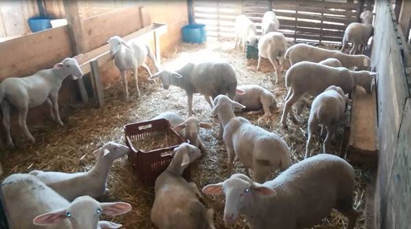 Εκλεψαν 2 κατσίκια στο Στασιό