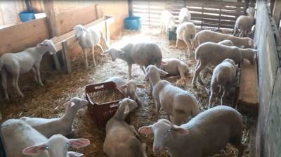 Εκλεψαν 2 κατσίκια στο Στασιό