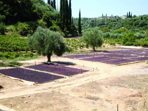 Η σταφίδα και… η υποστήριξη του υπουργού