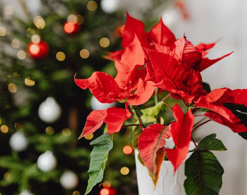 Φενγκ σούι προτάσεις που αφορούν τα Χριστούγεννα