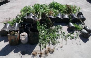 Σύλληψη 74χρονου με 2 κιλά χασίς και 26 χασισόδενδρα στο Αβραμιού