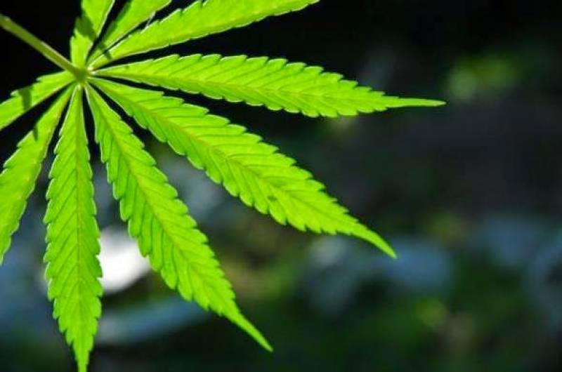 Χασίς στη γλάστρα στη Μεγαλόπολη