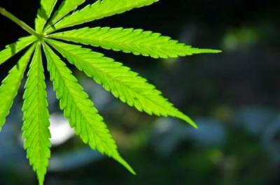 Χασίς στη γλάστρα στη Μεγαλόπολη