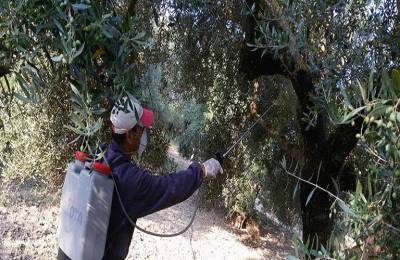 Μεσσηνία: Το πρόγραμμα της δακοκτονίας για την Πέμπτη 20/7