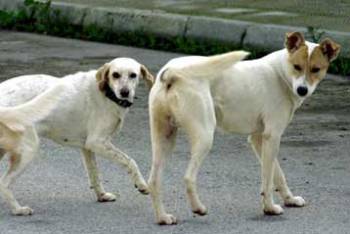 Απαγόρευση σκύλων στα πάρκα σκέφτεται ο Νίκας λόγω αδέσποτων και... λύσσας
