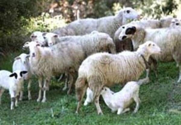 Δικάζονται 2 πατεράδες και 3 γιοι: Ρήμαζαν τις στάνες στη μισή Μεσσηνία