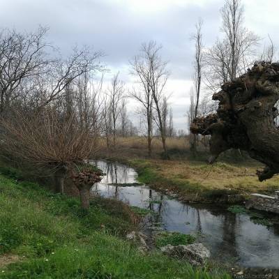 Μεσσηνία: Οι πηγές Παμίσου και ο ιστορικός πλάτανος στον Αγιο Φλώρο (βίντεο-φωτογραφίες)