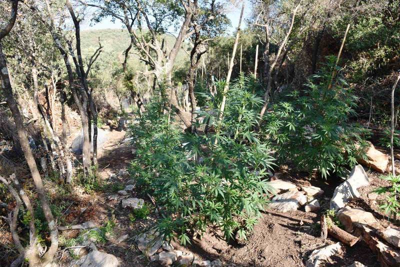 Χασισοφυτεία στην Καλλιρρόη: Προφυλακίστηκε ο 44χρονος Αλβανός