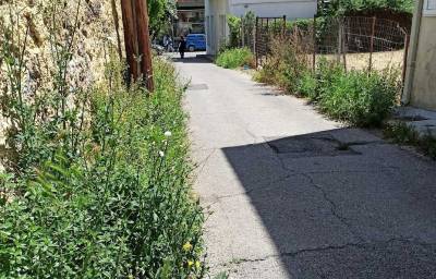 Αγριόχορτα στην Μπούτση