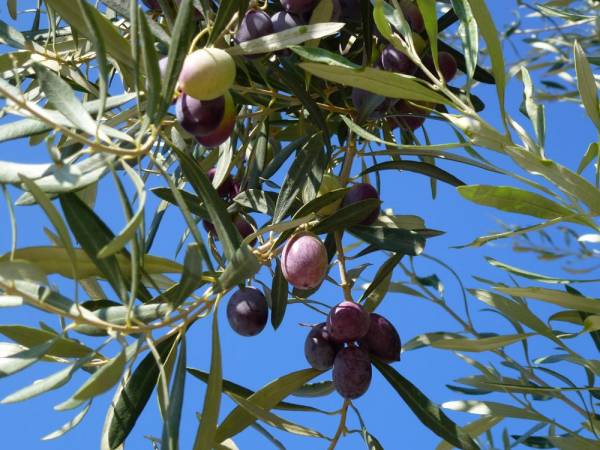 Οι ελιές Καλαμάτας και η μάχη συμφερόντων
