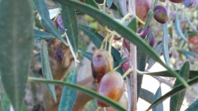 "Εύφορη Γη": Αντιμετωπίζοντας τον δάκο και το γλοιοσπόριο (βίντεο)