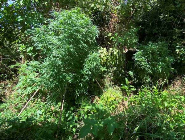 Μεσσηνία: 68χρονος στη Χώρα καλλιεργούσε χασίς