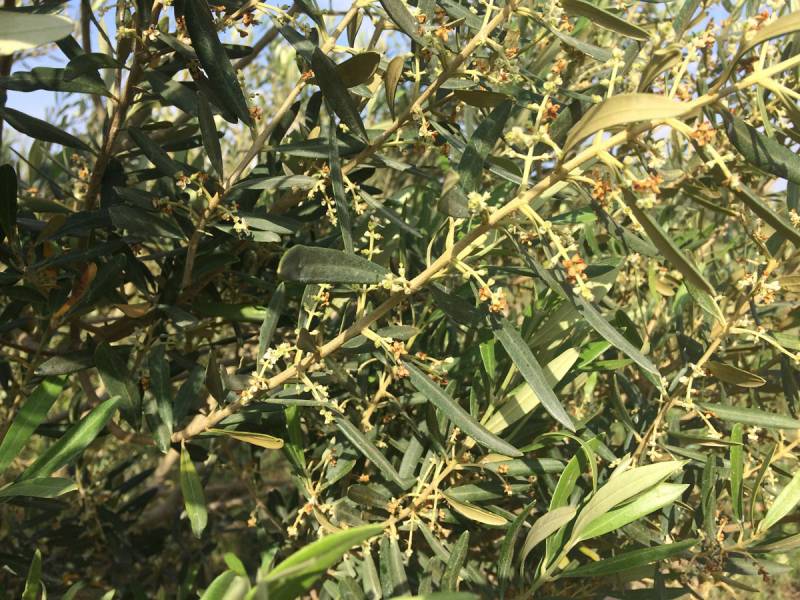 Καταγραφή ζημιών ζητεί ο Αγροτικός Σύλλογος Γαργαλιάνων