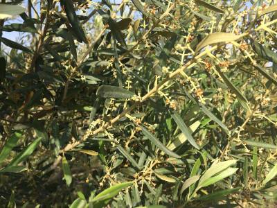 Καταγραφή ζημιών ζητεί ο Αγροτικός Σύλλογος Γαργαλιάνων