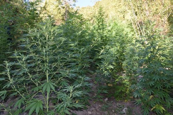 Σπάρτη: Φυτεία με 104 χασισόδενδρα, που έφταναν έως και τα 3 μέτρα (φωτογραφίες)