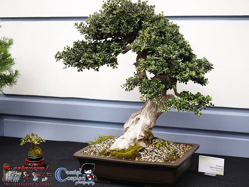 “Μορίες ελιές”: Εκθεση μπονσάι με θέμα την αγριελιά