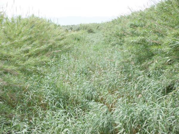 57% έκπτωση για τον καθαρισμό του Αρι