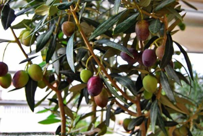 Μεσσηνία: Το πρόγραμμα δακοκτονίας για Σάββατο και Δευτέρα