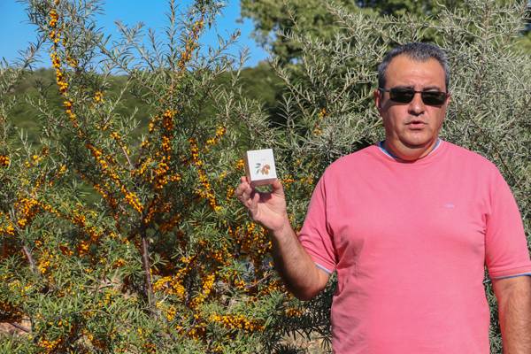 Το ιπποφαές βρήκε γη στην Πελοπόννησο (βίντεο)