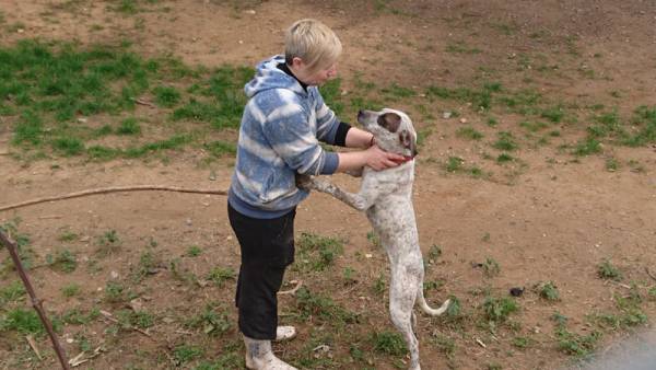 300 αδέσποτα σκυλιά φροντίζει ο Φιλοζωικός Όμιλος Καλαμάτας (βίντεο-φωτογραφίες)