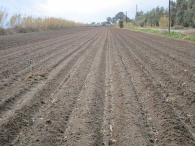 Σε ετοιμότητα για τον πάγο οι πατατοπαραγωγοί σε Μπουρνιά και Μεσσήνη