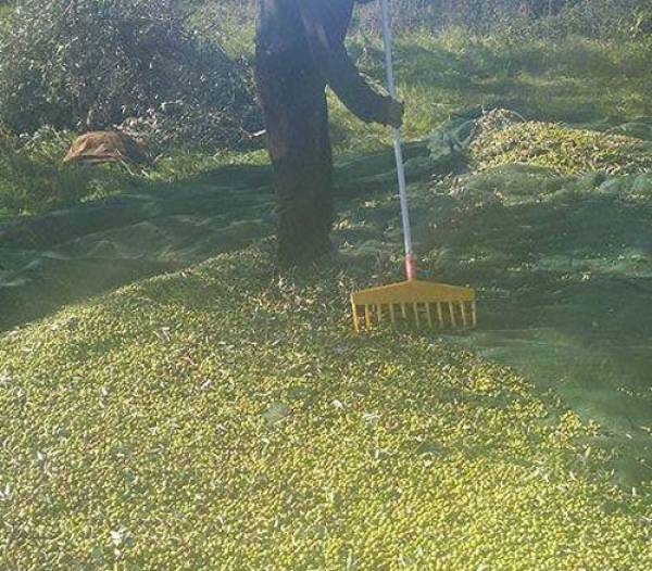 Ερώτηση για την αποζημίωση των Μεσσήνιων ελαιοπαραγωγών από τη Δημοκρατική Συμπαράταξη