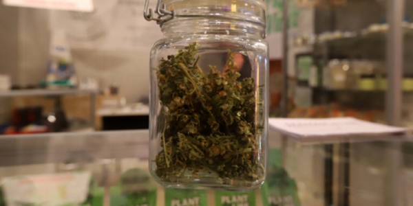 Νέα μονάδα καλλιέργειας και επεξεργασίας φαρμακευτικής κάνναβης στη Σπάρτη