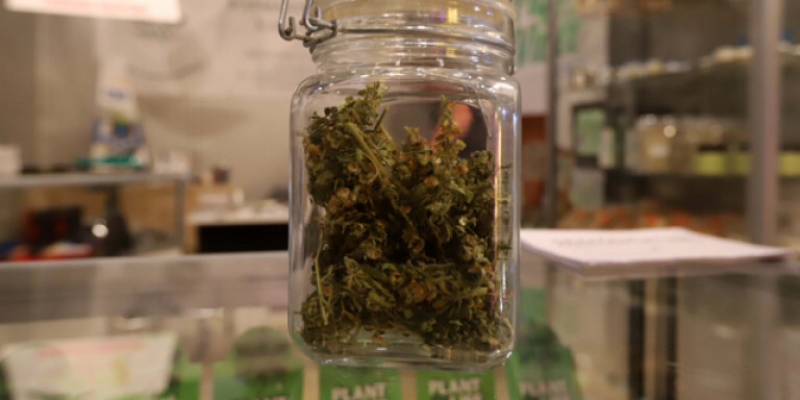 Νέα μονάδα καλλιέργειας και επεξεργασίας φαρμακευτικής κάνναβης στη Σπάρτη