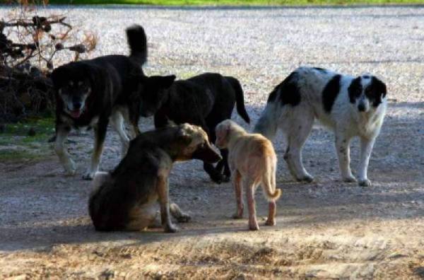 Η καθημερινότητα της αγέλης των αδέσποτων