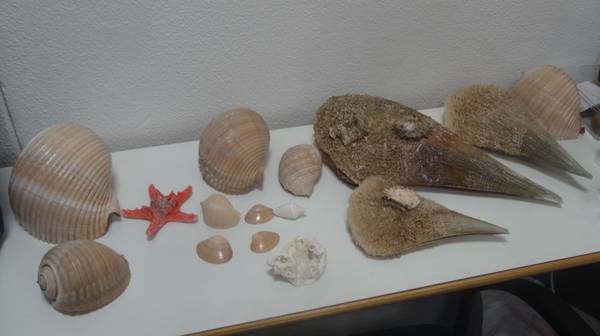 Η καθηγήτρια Ευ. Γιαννούλη στην "Ε": «Επιδοτούν την καταστροφή της αρχαίας σοφίας»