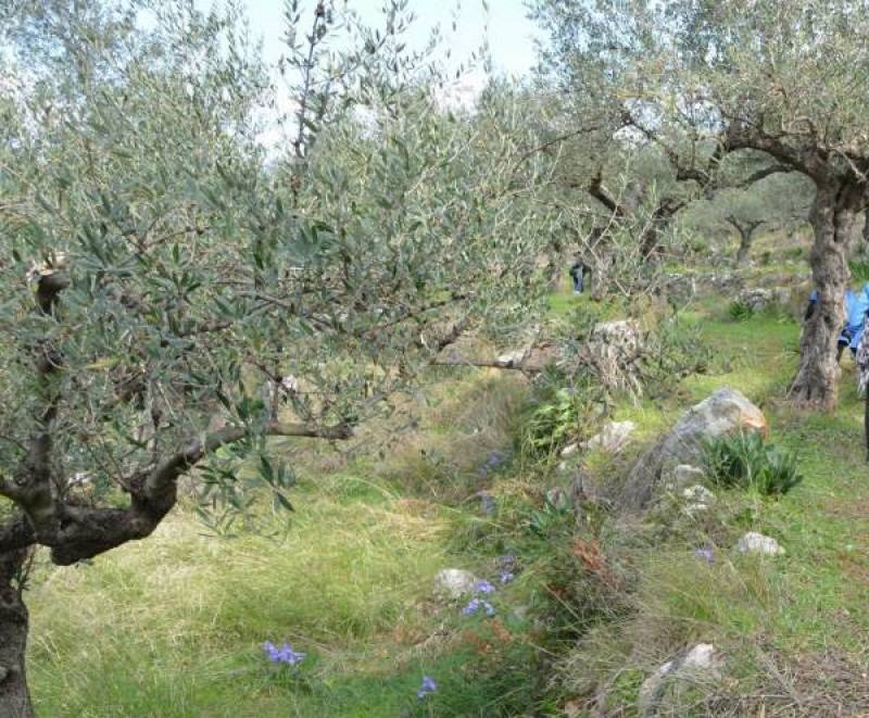 Αποζημιώσεις στην ελαιοκαλλιέργεια ζητεί ο Δήμος Πύλου - Νέστορος