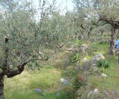 Αποζημιώσεις στην ελαιοκαλλιέργεια ζητεί ο Δήμος Πύλου - Νέστορος