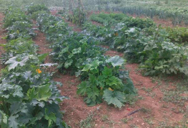 Προδημοσίευση της πρόσκλησης των νέων γεωργών