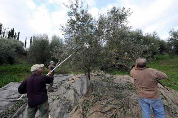19% μειωμένη η παραγωγή ελαιολάδου στην Ελλάδα - Ίσως οδηγήσει σε αύξηση τιμής