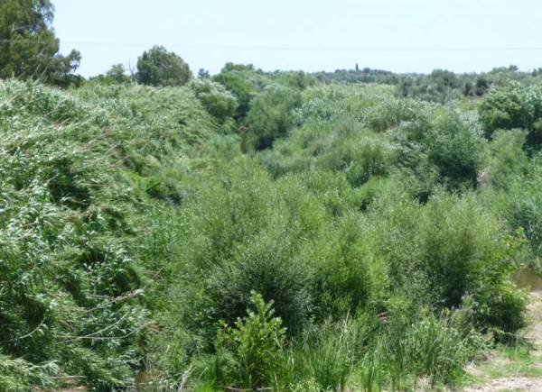 Συμπόρευση Τατούλη με ΣΥΡΙΖΑ- ΑΝΕΛ βλέπει ο Γόντικας