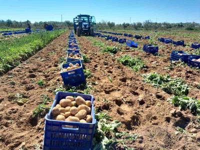 Στα 50 λεπτά η τιμή της πρώιμης πατάτας
