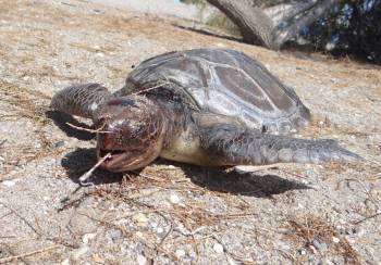 Πράσινη θαλασσοχελώνα στις ακτές του Παραλίου Αστρους
