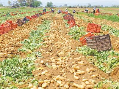 Σύμφωνα με ντόπιους παραγωγούς: Σε χαμηλά επίπεδα και φέτος η πατάτα