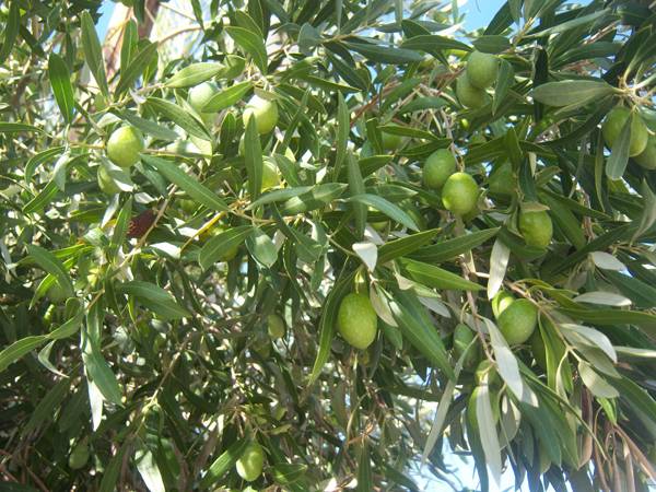 "Ολοκληρωμένη αντιμετώπιση στην καλλιέργεια της ελιάς" στην Καλαμάτα