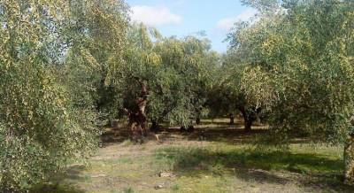 Απέναντι στα ψέματα της Κυβέρνησης για τον αγροτικό κόσμο, η «Συμφωνία Αλήθειας» της ΝΔ