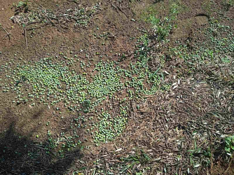 Σημαντικές ζημιές από χαλάζι σε περιοχές της Τριφυλίας