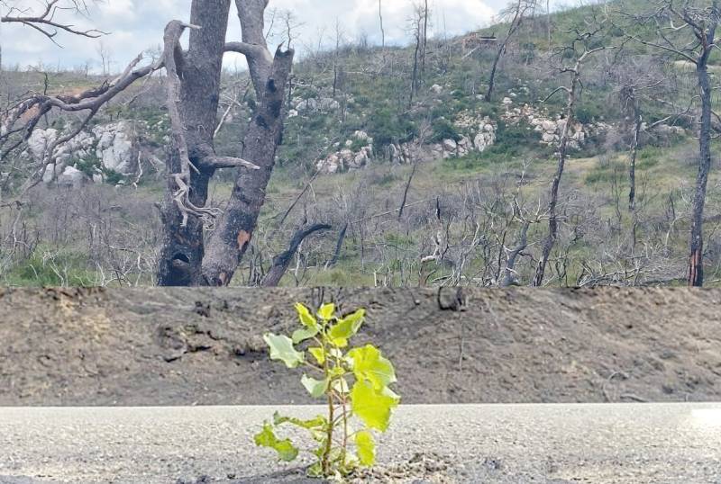 Καλαμάτα: Δύο ντοκιμαντέρ για τις πυρκαγιές από τον Ηλιακό Κινητό Κινηματογράφο