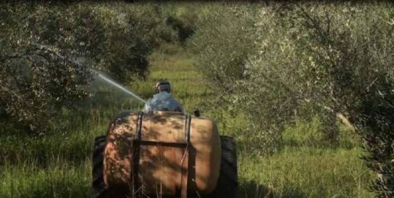 Ψεκασμοί δακοκτονίας στη Μεσσηνία
