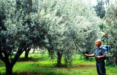 Δήμος Μεσσήνης: Συζήτηση για συμμετοχή στο πρόγραμμα δακοκτονίας