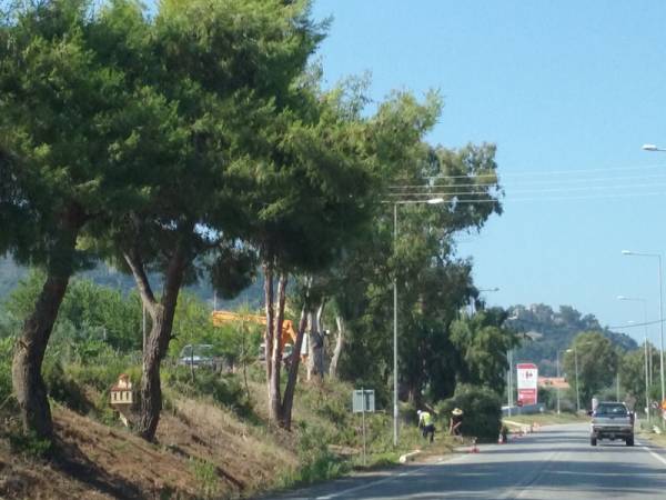 Κλάδεψαν τις λεύκες