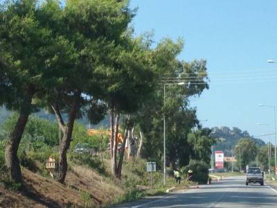 Κλάδεψαν τις λεύκες