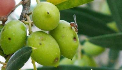 Παναγιώτης Αλευράς: Η δακοκτονία και το «μπαλάκι» των ευθυνών