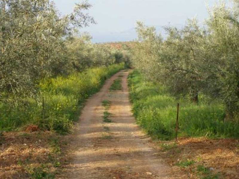 Τα «Ανυπότακτα Φιλιατρά» για την αγροτική οδοποιία