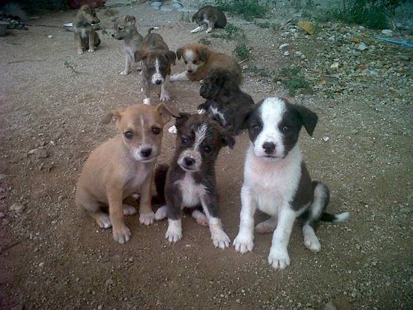 Ανεξέλεγκτες γεννήσεις σκυλιών